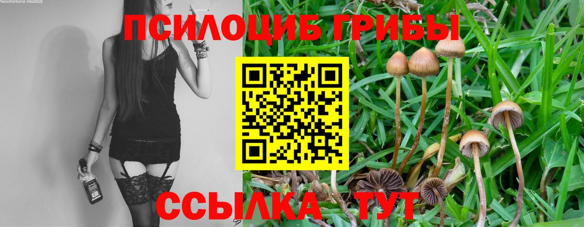 Псилоцибиновые грибы Psilocybe  Вход с VPN  Грозный 